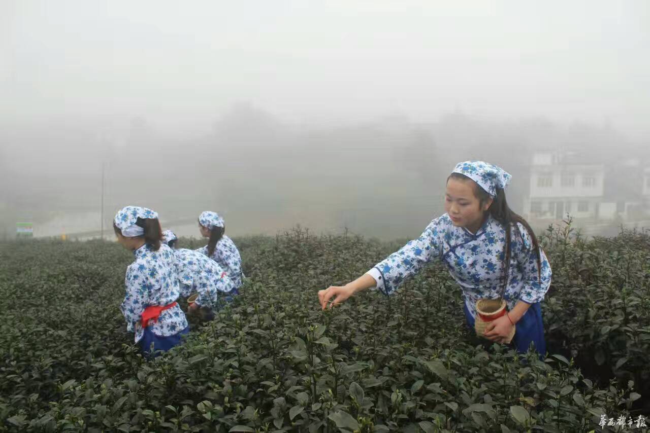 茶叶采摘