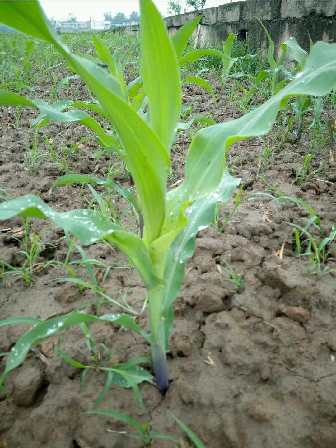 玉米幼苗