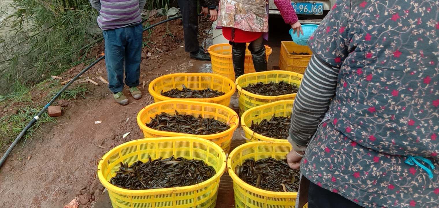 花鲢鱼、白鲢鱼、草鱼、鲤鱼、鲫鱼