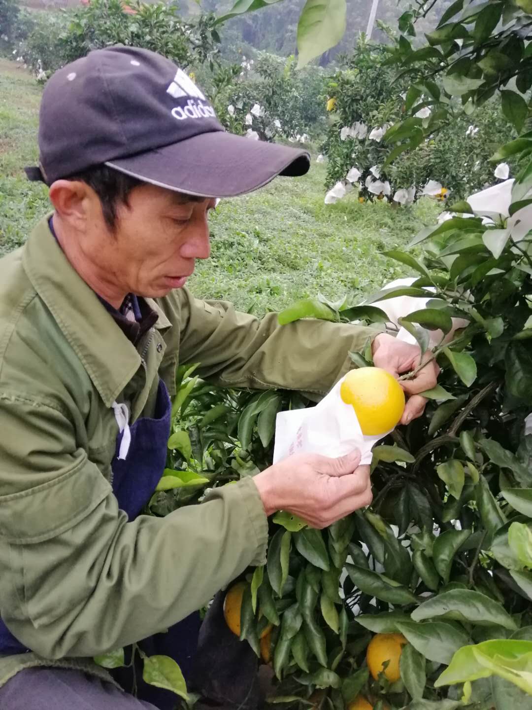 江安县留耕镇兴鑫绿源家庭农场