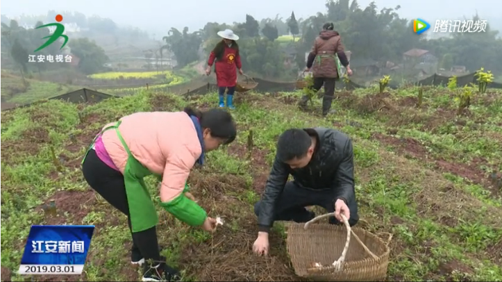 江安县翔鹤种植专业合作社