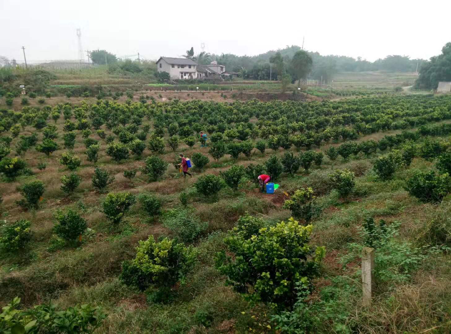 红丰水果专业合作社