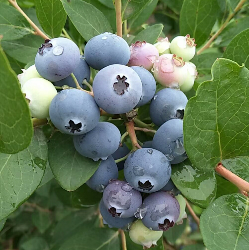 精品蓝莓鲜果
